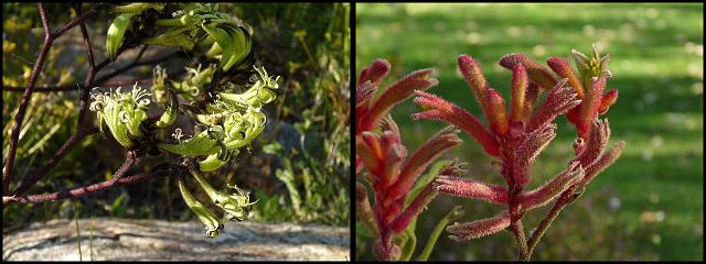 (20) Kangaroo Paws.jpg